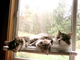 Оконная кровать для кота, кровать для кота, для кошки, кошачая,  SUNNY SEAT WINDOW, MOUNTED CAT BED